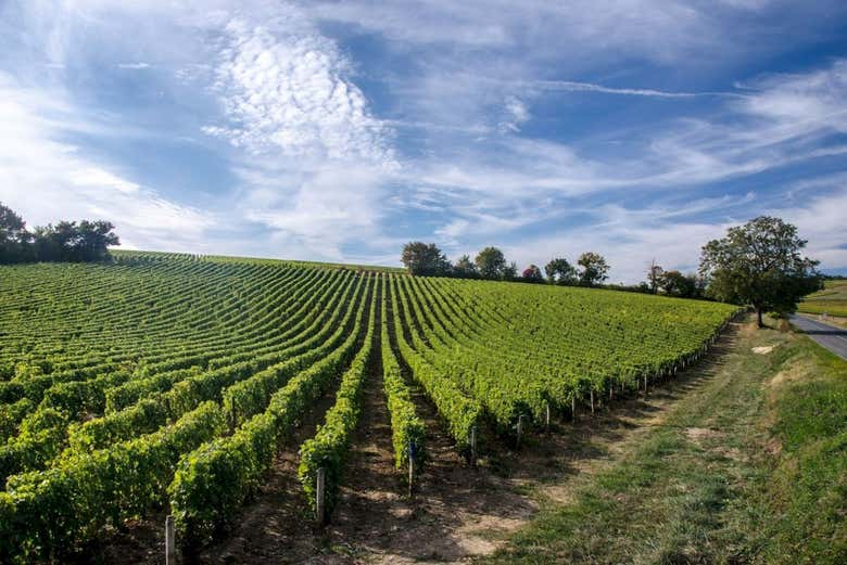Explore vineyards in the Loire Valley