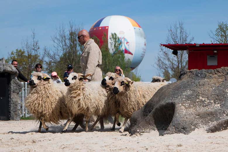 Sheep show at the park