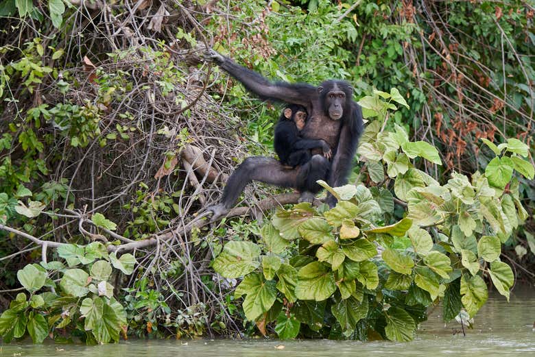 Monos autóctonos de Gambia