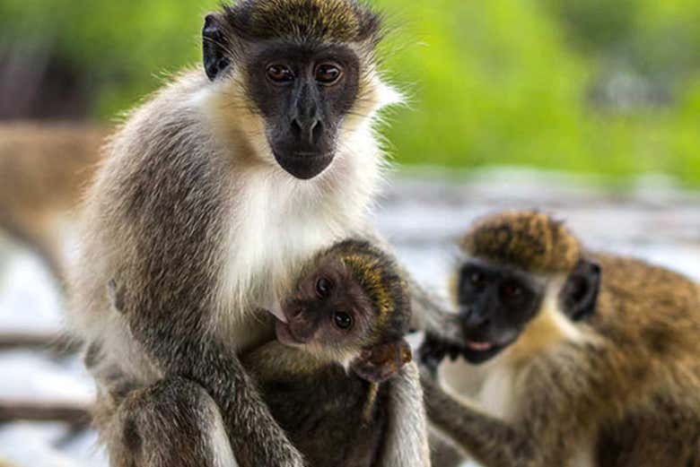Les singes de Lamin Lodge