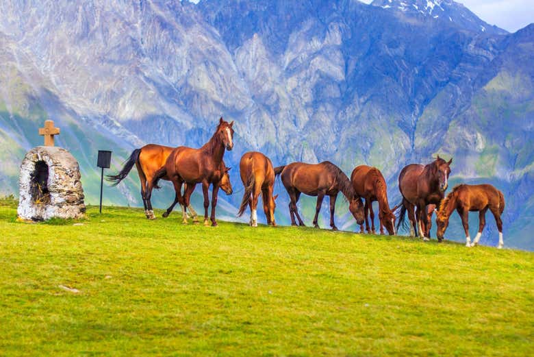 Caballos en Kazbegi