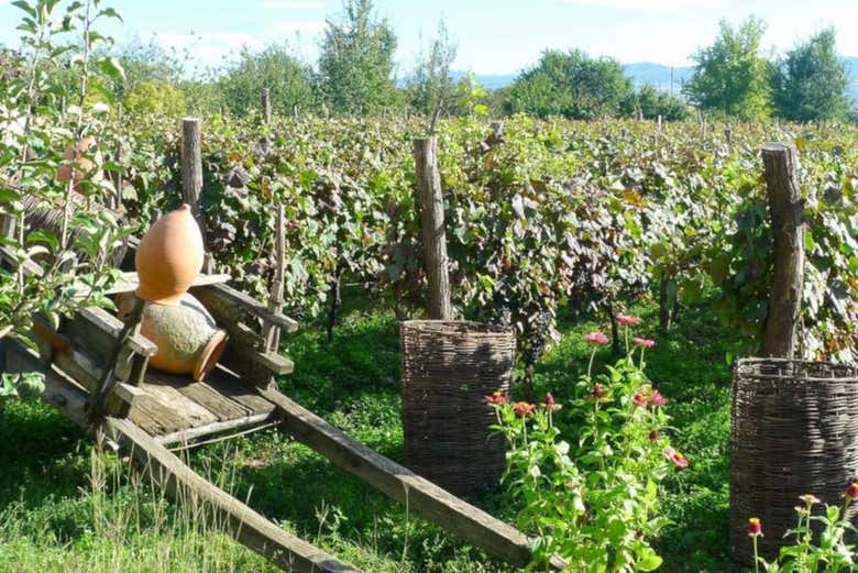 Vinhedos em Cachétia