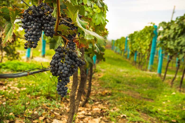 Vinhedos na região de Cachétia