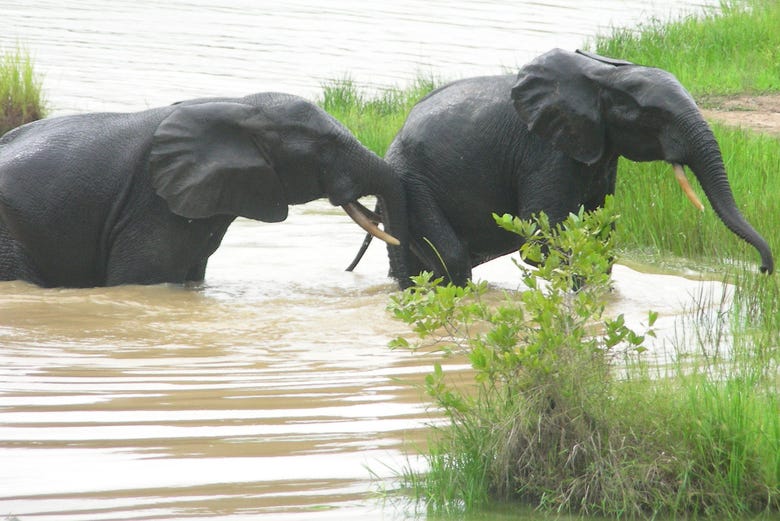 Elephants in the Mole National Park