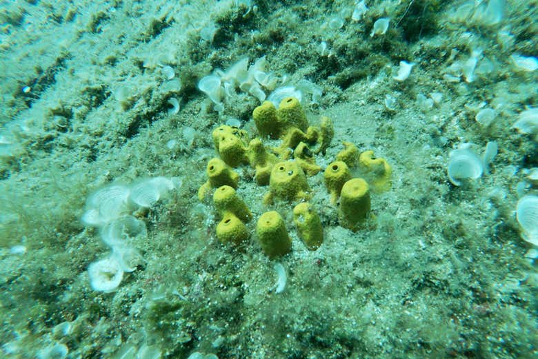 Conociendo los fondos marinos de Agia Pelagia