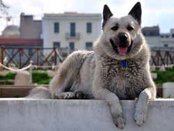 Dog in Athens