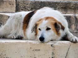Dog resting
