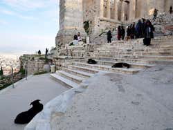 Dogs sleeping on the Acropolis
