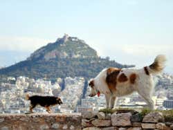 Dogs on the Acropolis