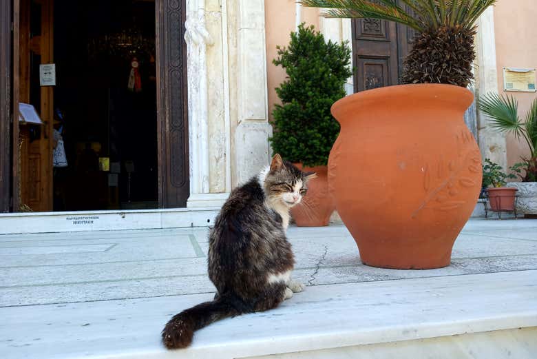 Un gato en las calles de Canea