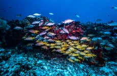 Immersione o snorkeling a Calcidica