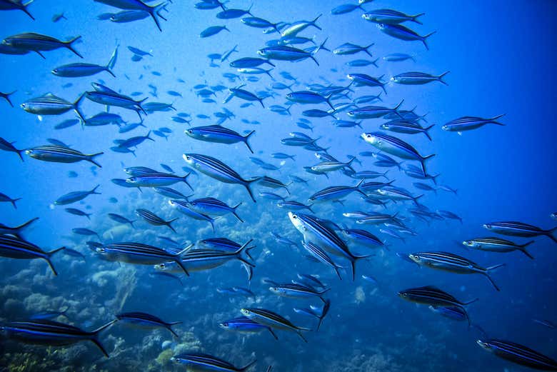Un banc de poissons
