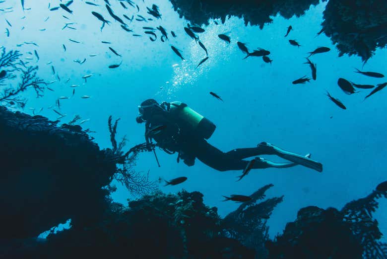 Vous verrez de nombreux poissons