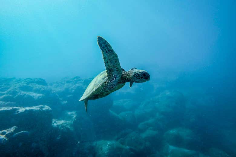 Une tortue