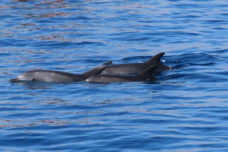 Dauphins nageant près du bateau