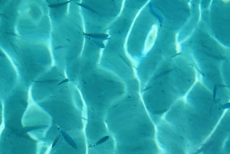 See marine life as it swims underneath you
