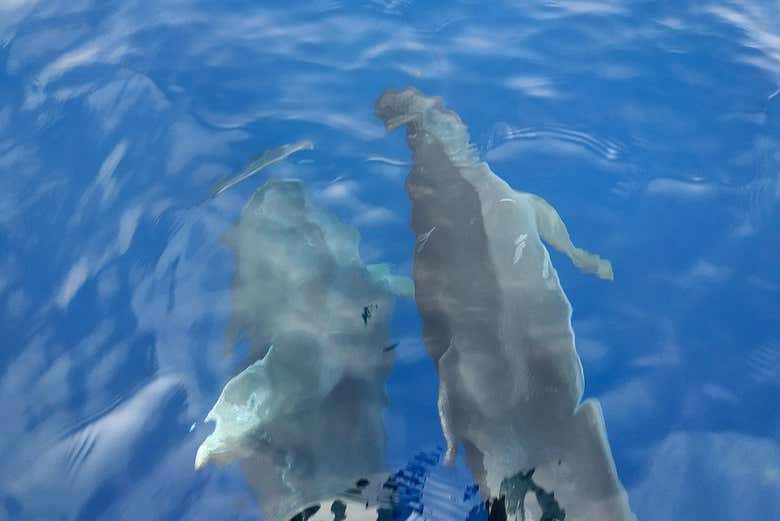 Delfini dell'isola di Dia