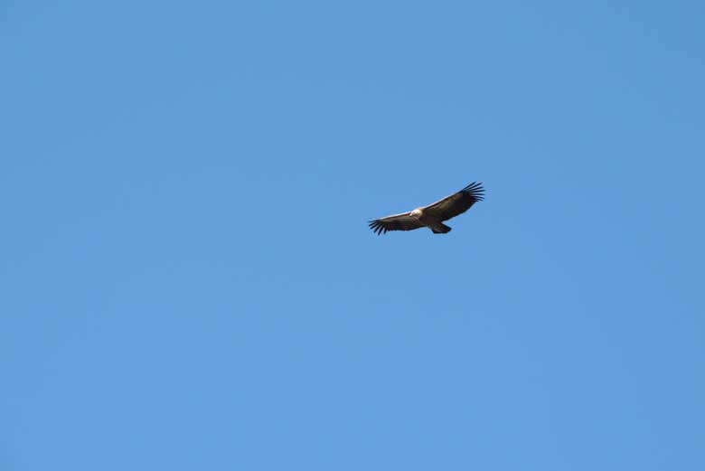 Un aigle survolant la Crète