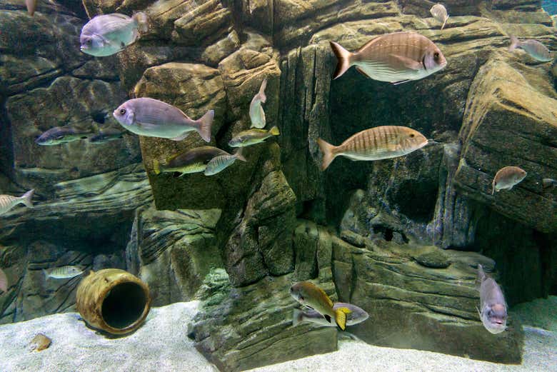 Visiting the Cretaquarium
