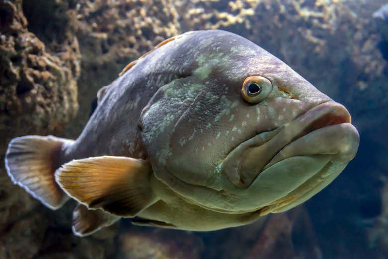 Fish you'll see at the Cretaquarium