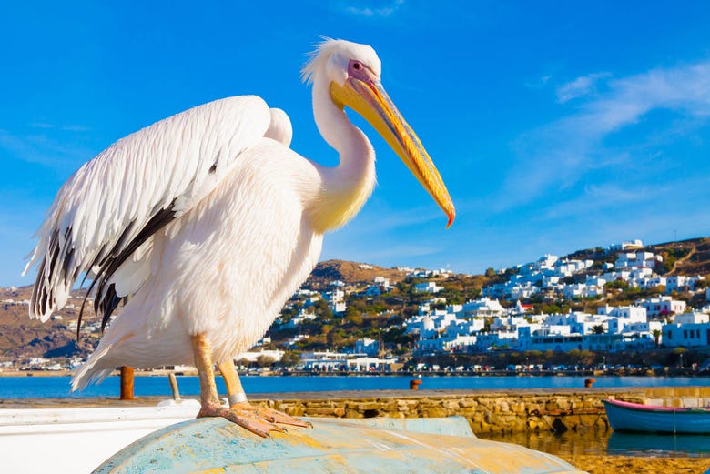 Petros, the famous Mykonos pelican
