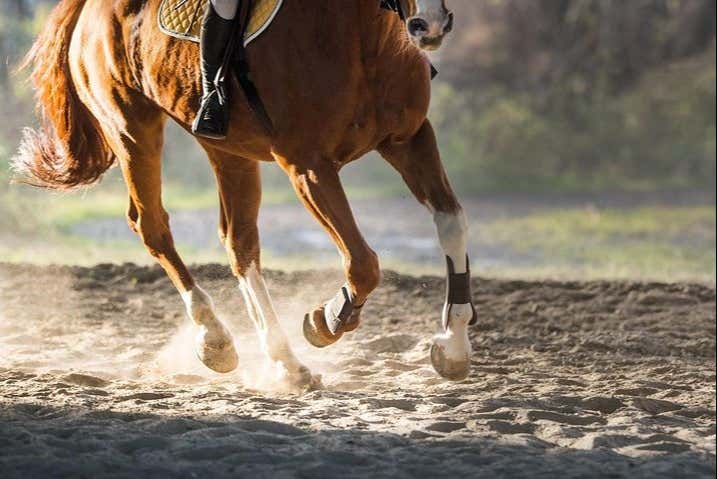 Balade à cheval sur la plage