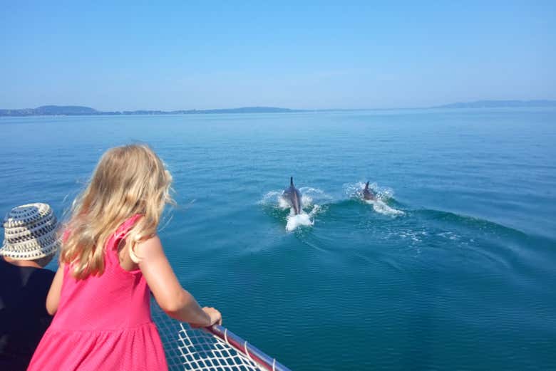 Admire the dolphins as they swim by