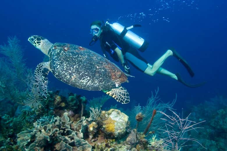 Nager avec une tortue