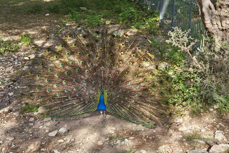 Peacocks Filerimos Hill