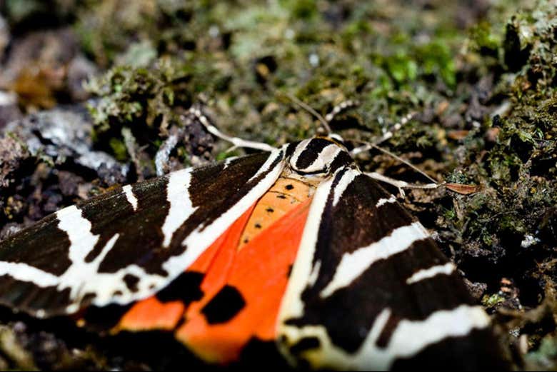 Butterflies Valley