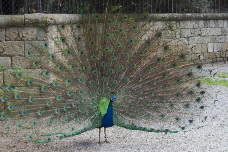 Um pavão em Filerimos