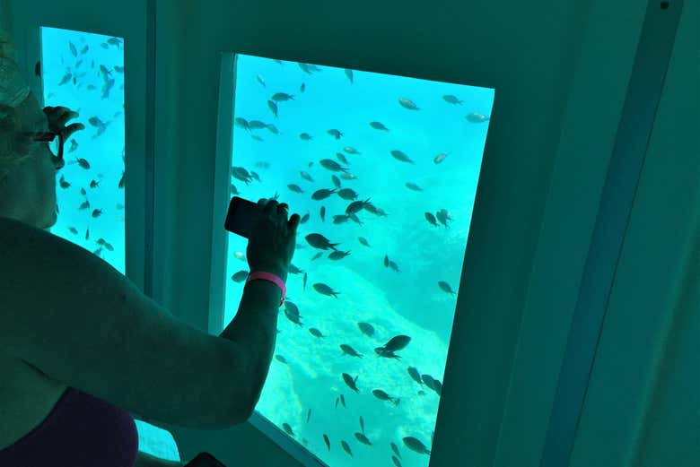Tirando uma foto dos peixes