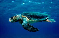 Paseo en barco con fondo de cristal con avistamiento de tortugas