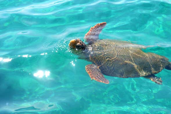 Crucero con avistamiento de tortugas