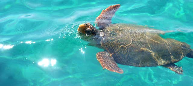 Croisière et observation de tortues