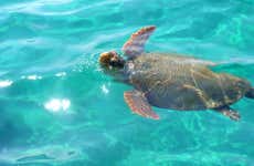 Croisière et observation de tortues