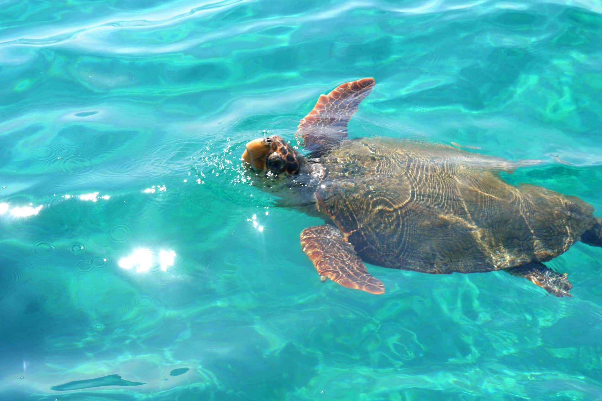 Zante Turtle Watching Cruise