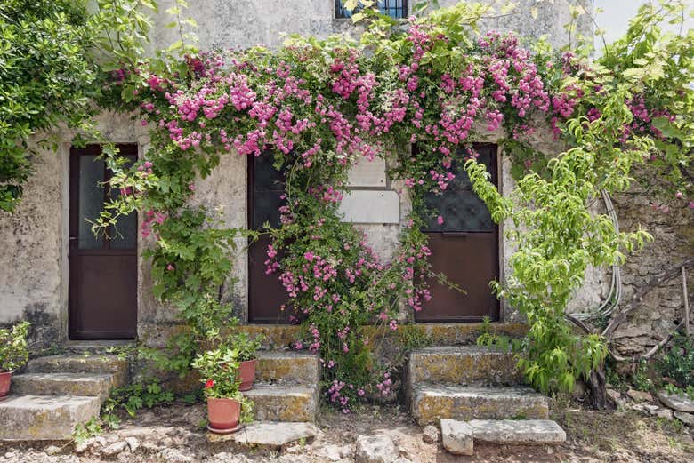 Conociendo Anafonitria