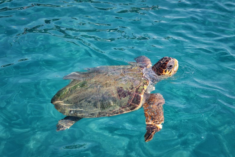 A turtle swimming in the waters around Zante