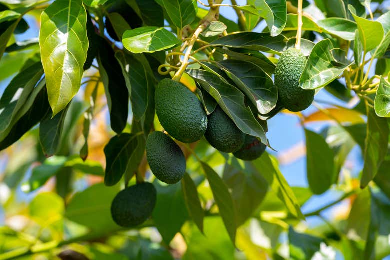 Avocado plants
