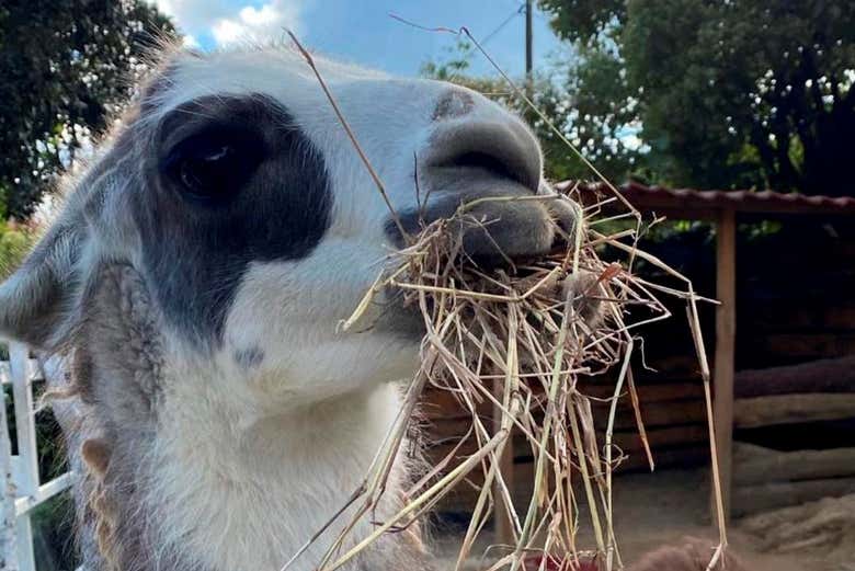 Meet some friendly llamas!
