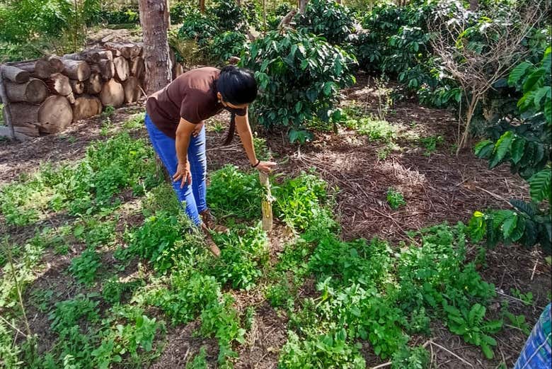 Learn all about coffee production