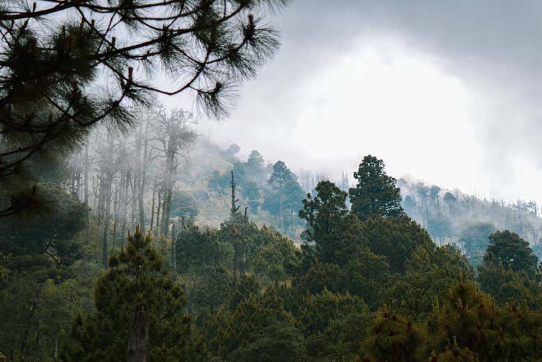 Atravesando bosques nubosos