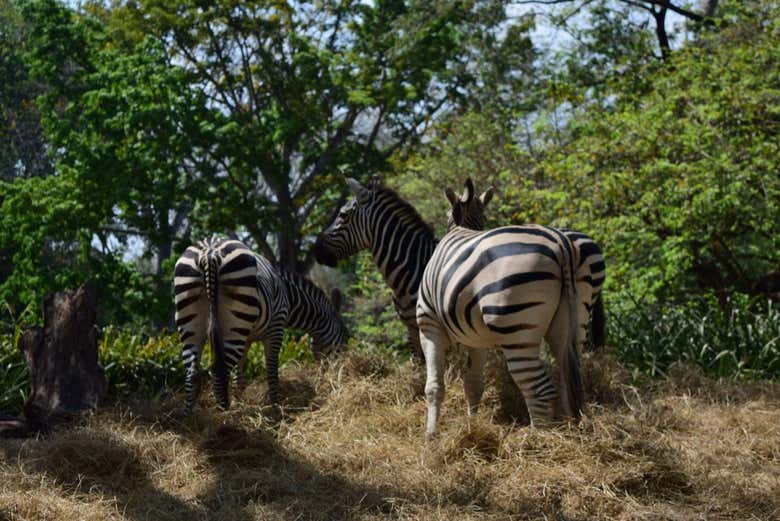 Come close to wild animals