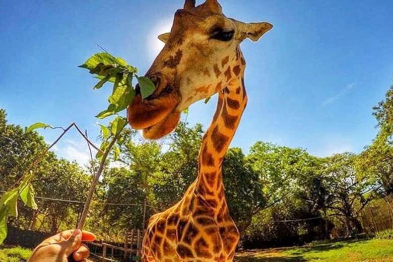 Feed a giraffe