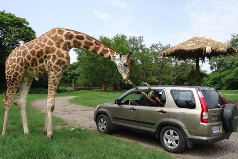Interact with different wild animals