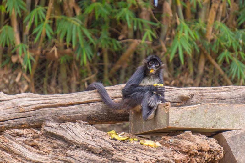 Figure out each animal's personality