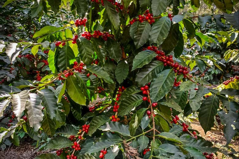 See what coffee plants look like