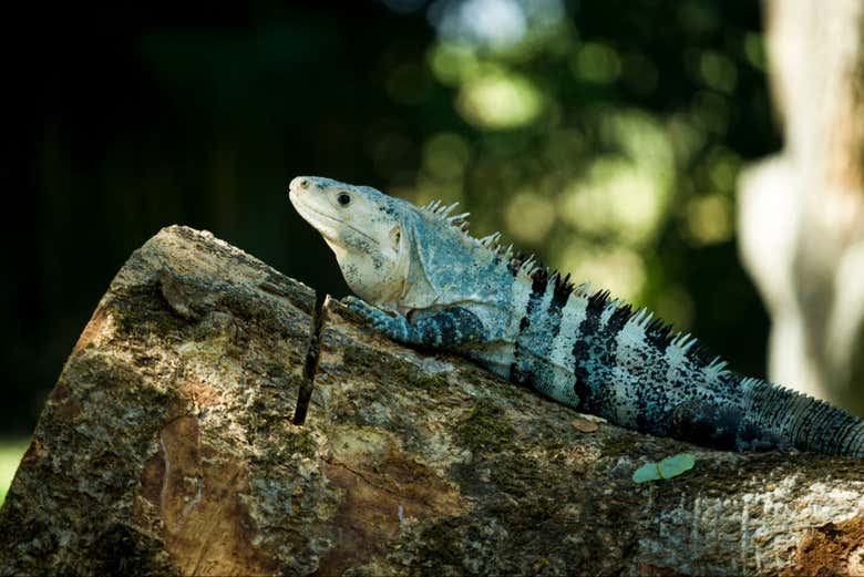 Look out for animals that can camouflage!