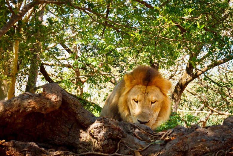 The king of the jungle